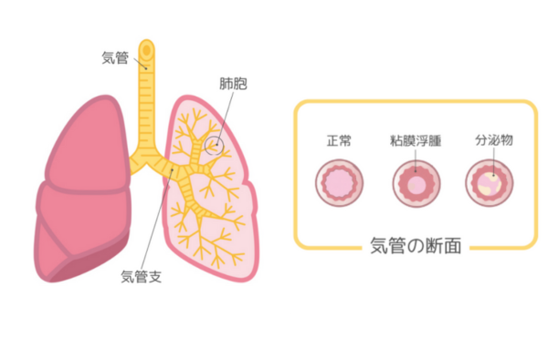 肺の断面