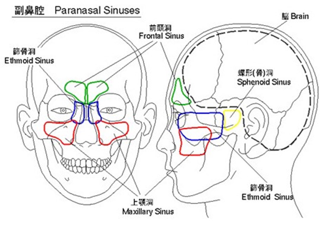 引用)*1 世界初、手術手技を実施可能にした「精密ヒト鼻腔モデル」を開発