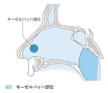 キーゼルバッハ部位