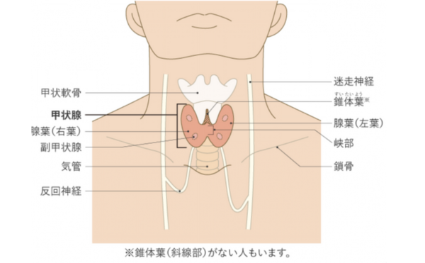 甲状腺腫瘍